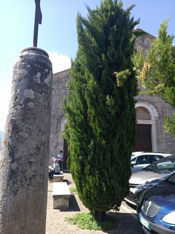 Cupressus sempervirens - 00003