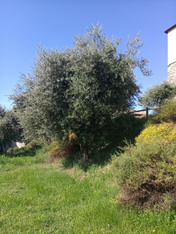 Olea europaea - 00012