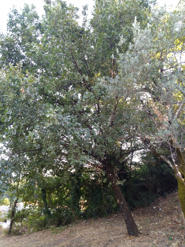 Quercus cerris - 00528