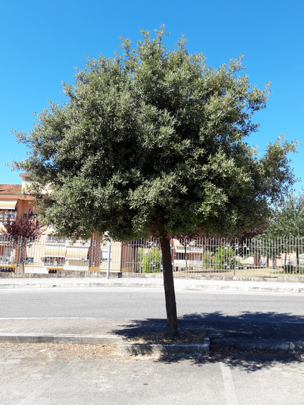 Quercus ilex - 00577