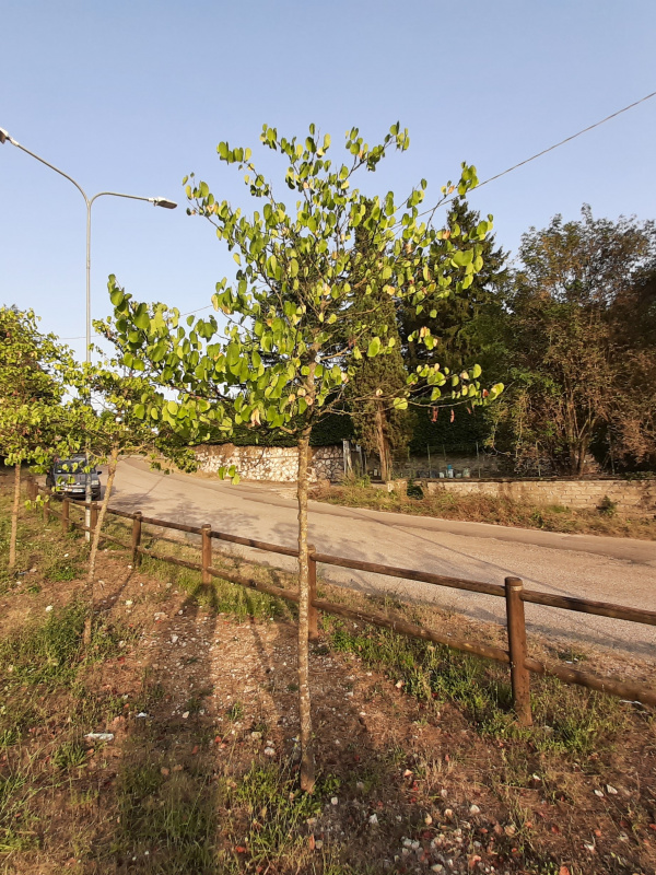 Cercis siliquastrum - 00960