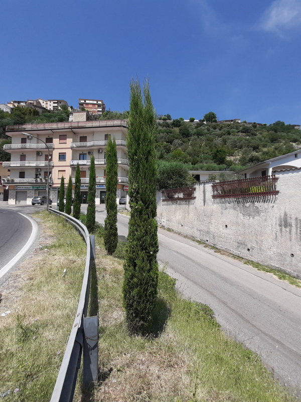 Cupressus sempervirens - x016