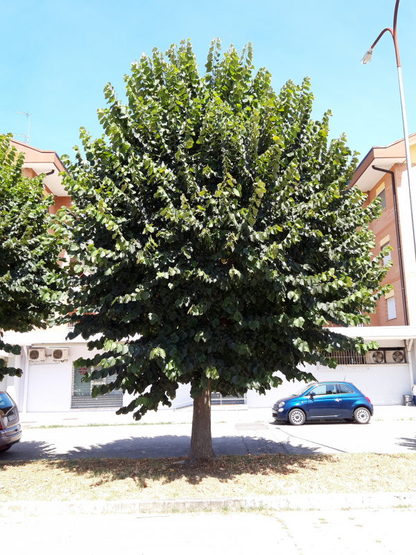 Tilia platyphillos - 00565