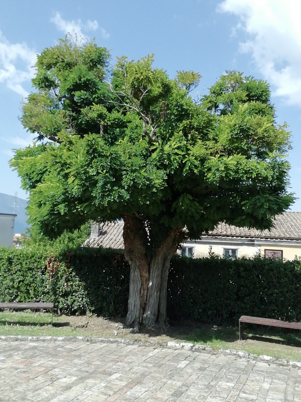 Robinia pseudoacacia - 00369