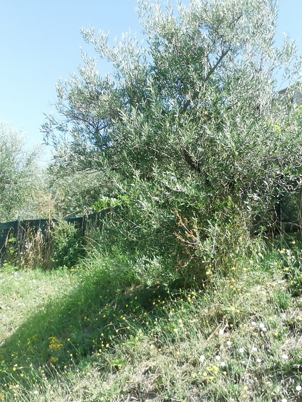 Olea europaea - 00307