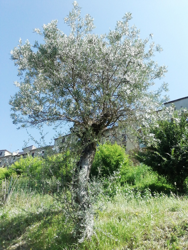 Olea europaea - 00305