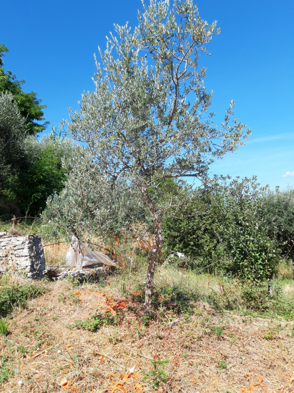 Olea europaea - 00551