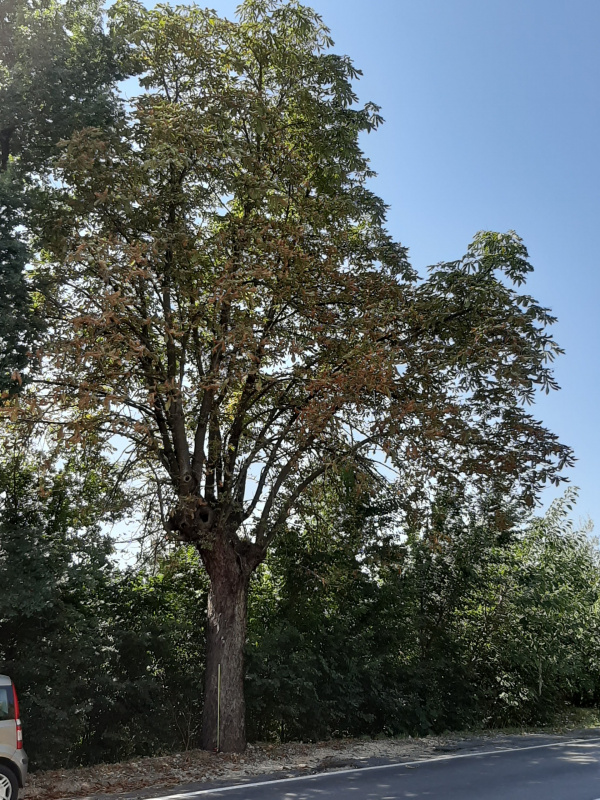 Aesculus hippocastanum - 00317