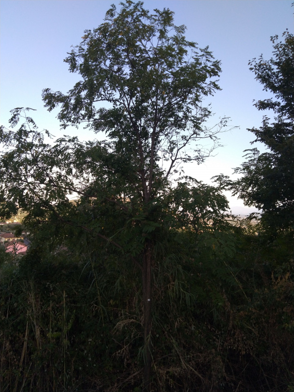 Robinia pseudoacacia - 00539