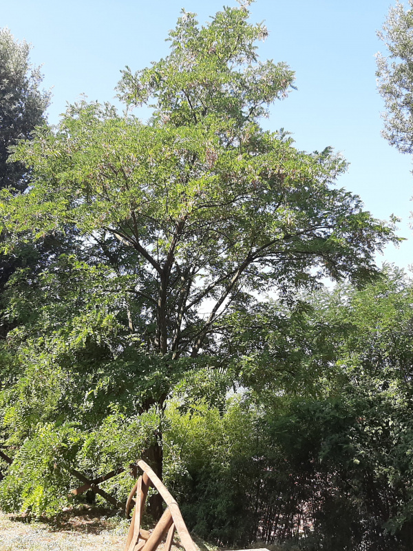 Robinia pseudoacacia - 00329