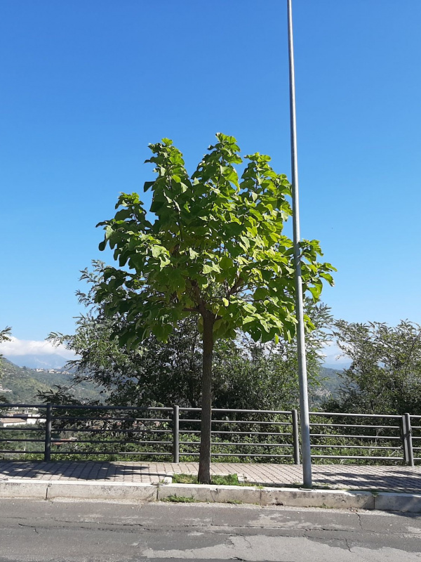 Catalpa bignonioides - 00124