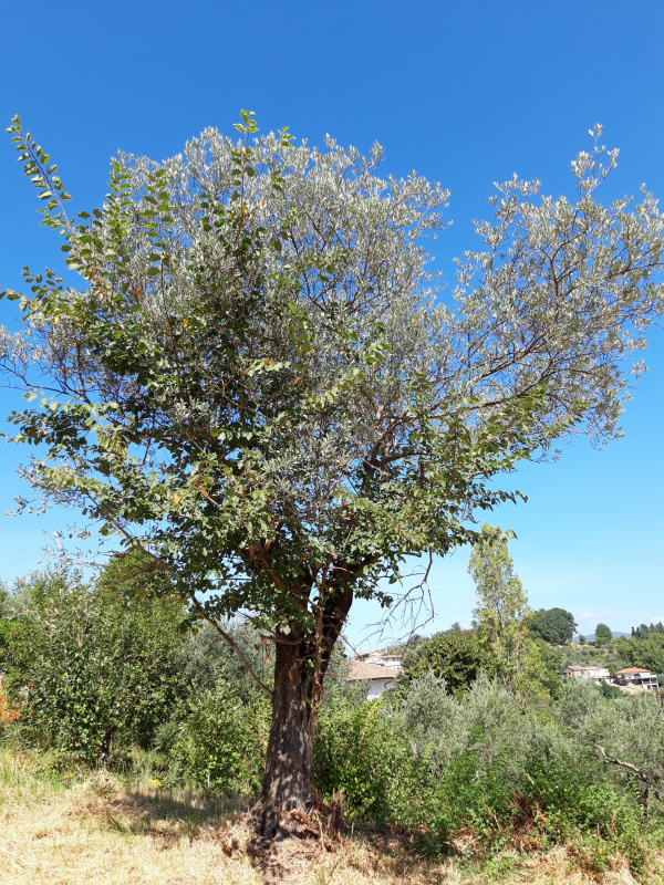 Olea europaea - 00550