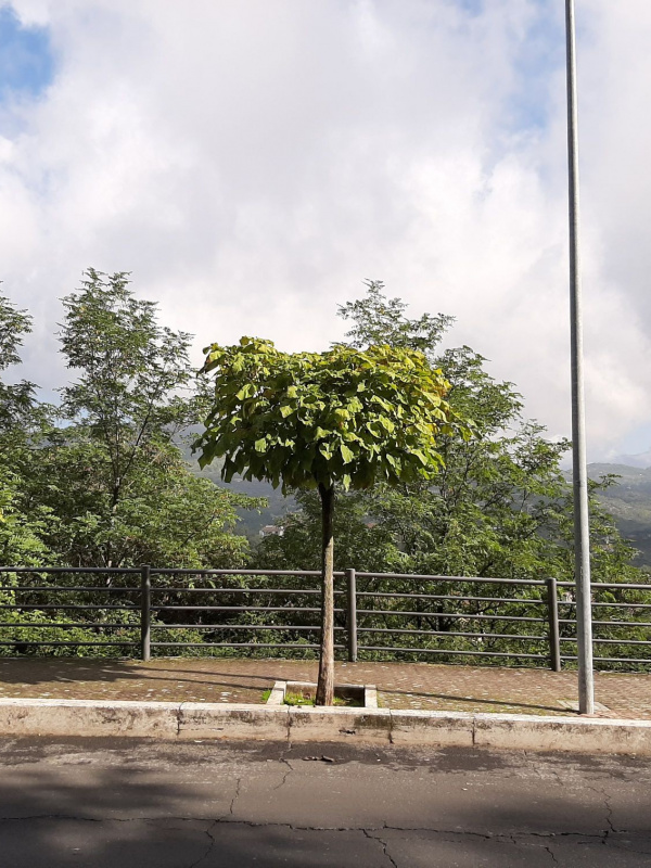 Catalpa bignonioides - 00106