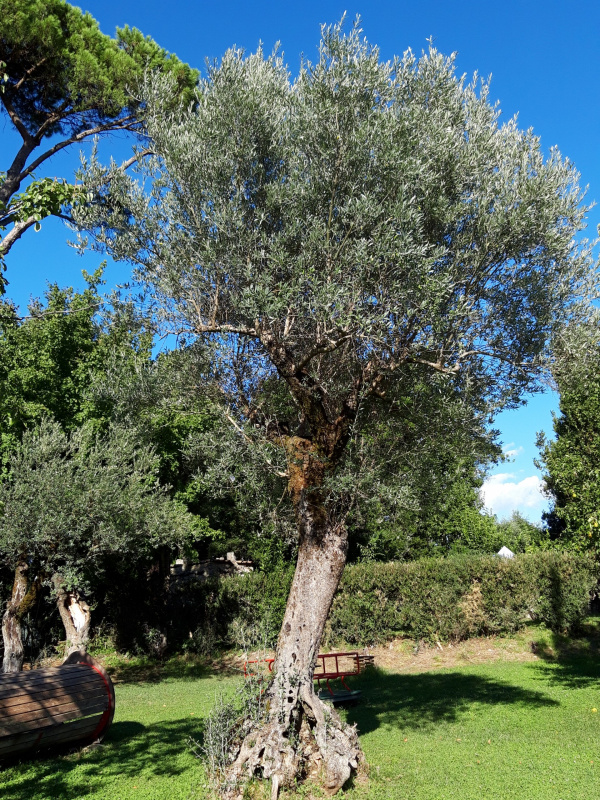 Olea europaea - 00398