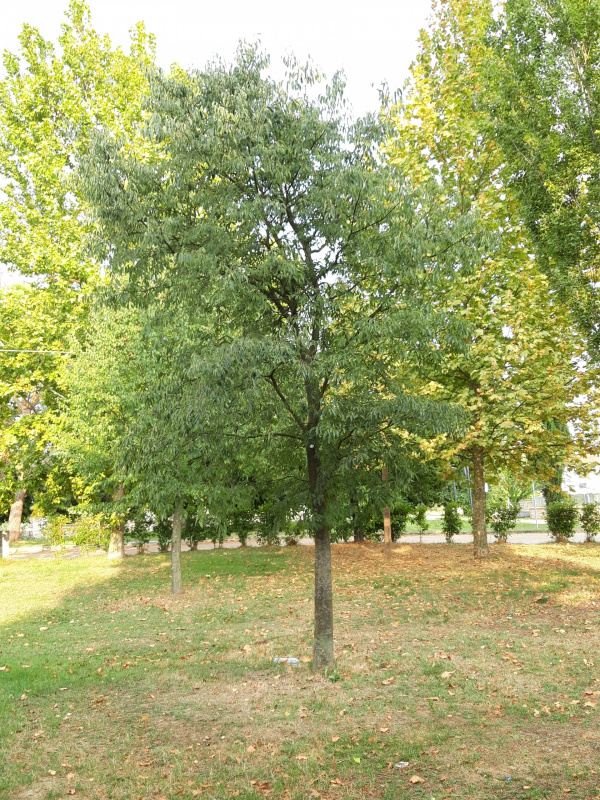 Celtis australis - 00782