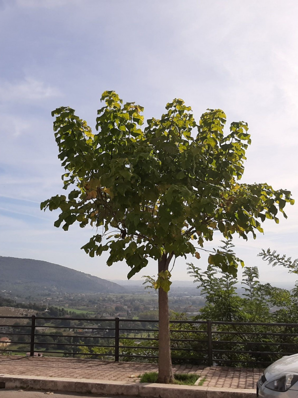 Catalpa bignonioides - 00140