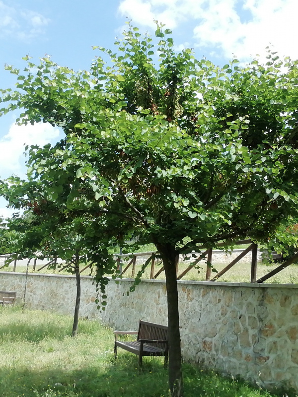 Cercis siliquastrum - 00292