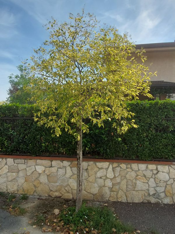 Ligustrum japonicum - 01126