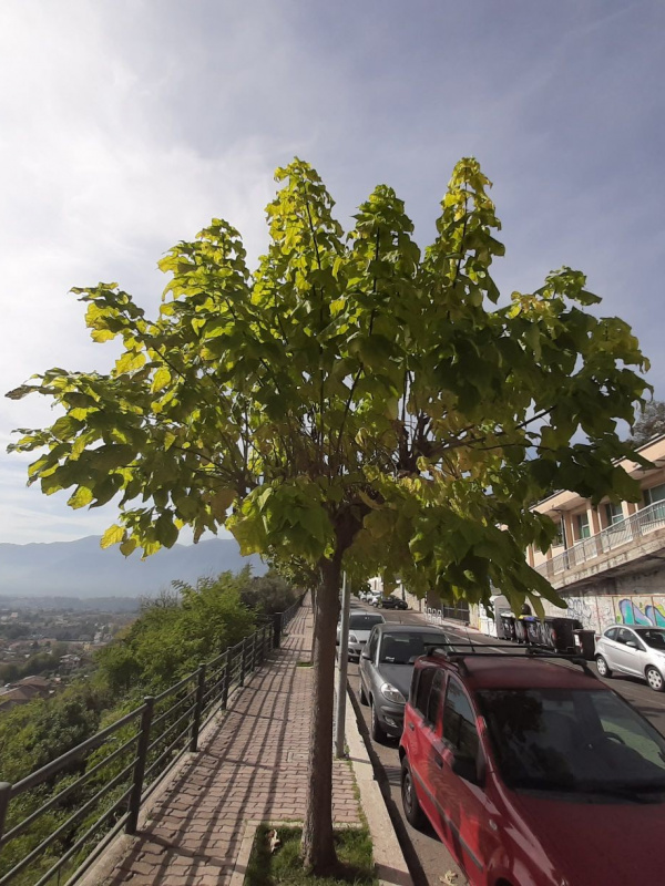 Catalpa bignonioides - 00139