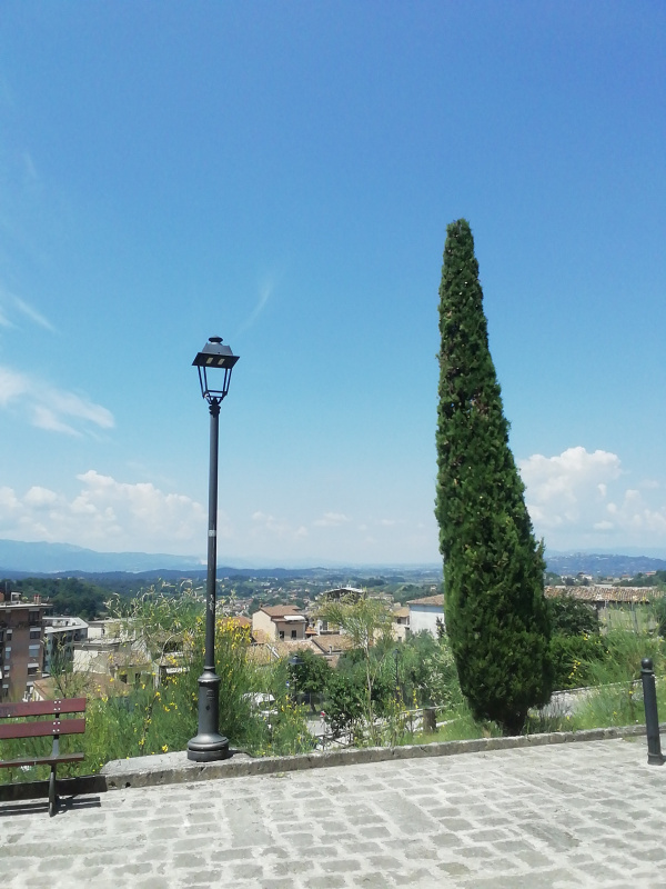 Cupressus sempervirens - 00257