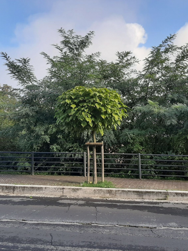 Catalpa bignonioides - 00100