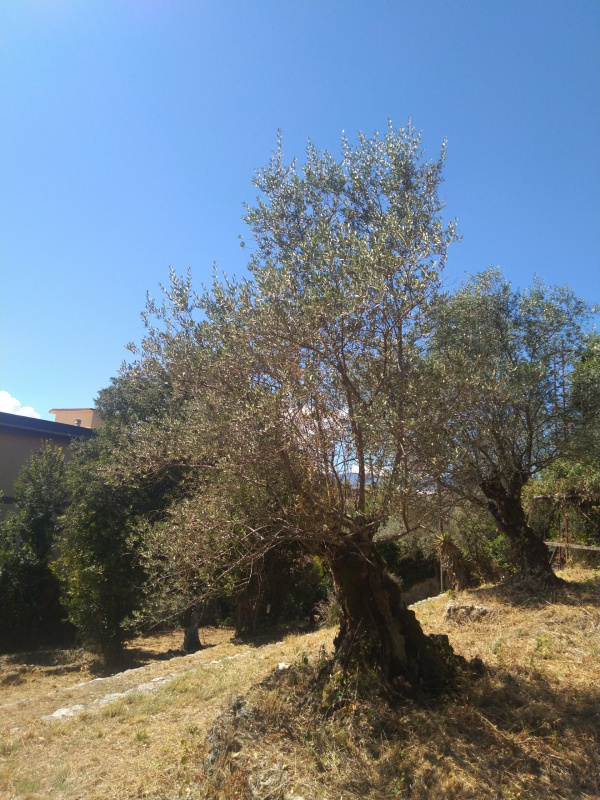 Olea europaea - X058