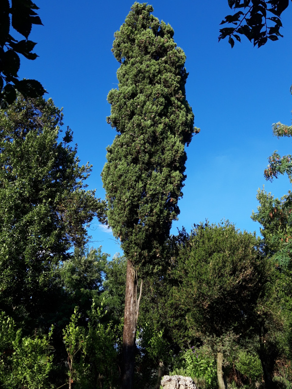 Cupressus sempervirens - 00407