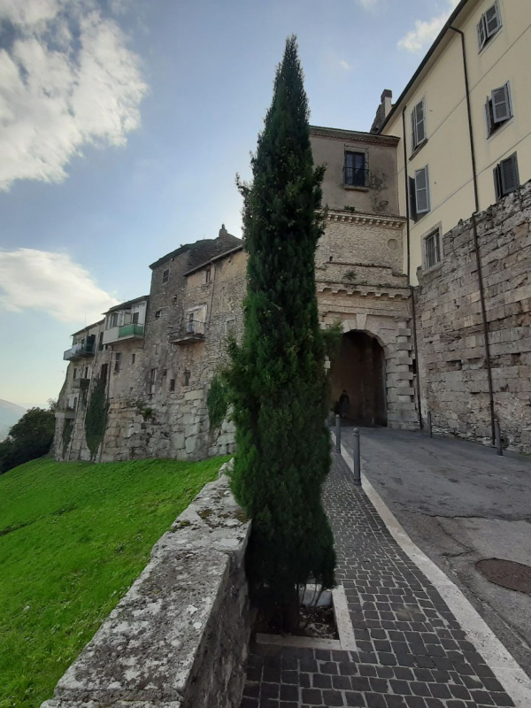 Cupressus sempervirens - 00080