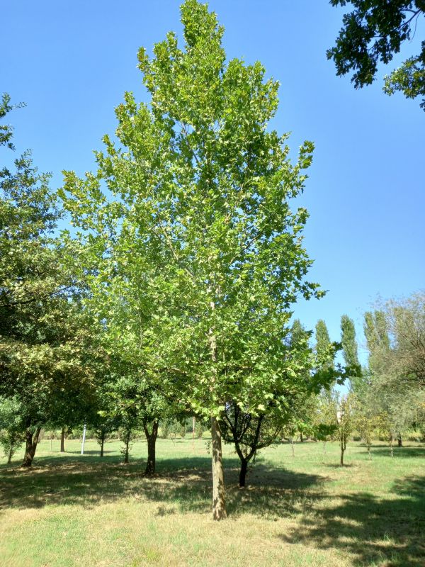 Platanus occidentalis - 00995