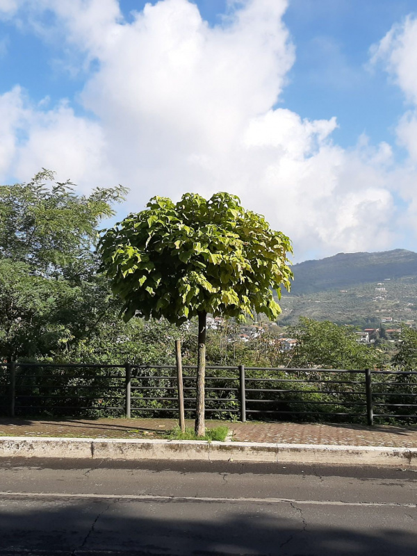 Catalpa bignonioides - 00102