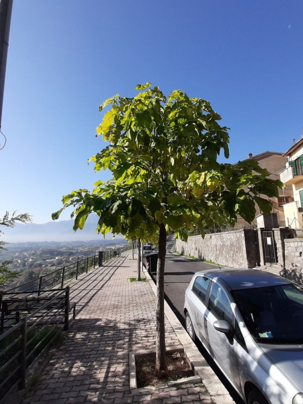 Catalpa bignonioides - 00132