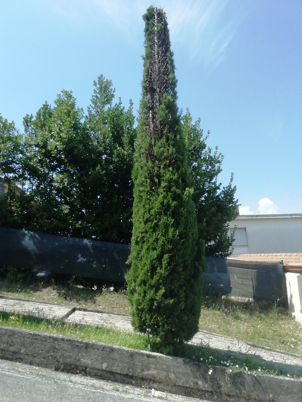 Cupressus sempervirens - 00246