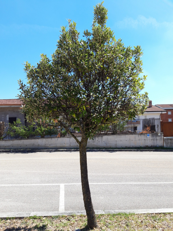 Quercus ilex - 00583