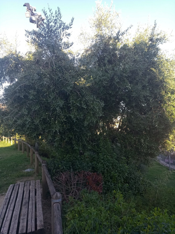 Olea europaea - 00010