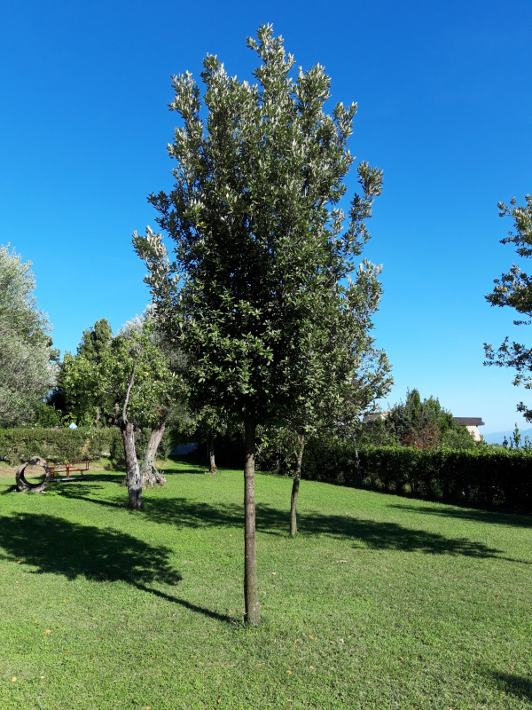 Quercus ilex - 00395