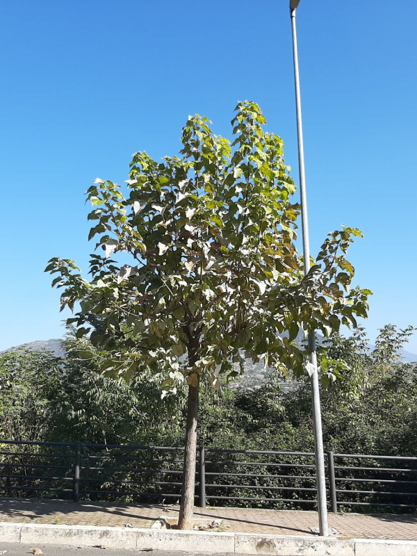 Catalpa bignonioides - 00118