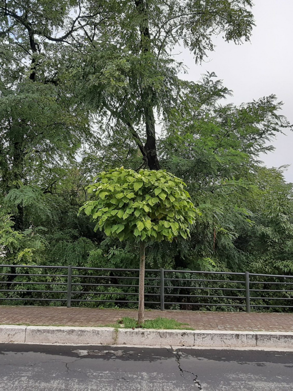 Catalpa bignonioides - 00098