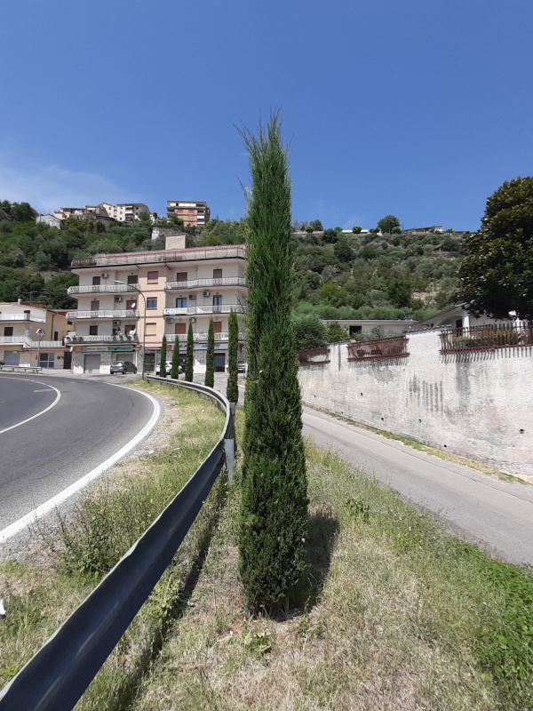 Cupressus sempervirens - x018