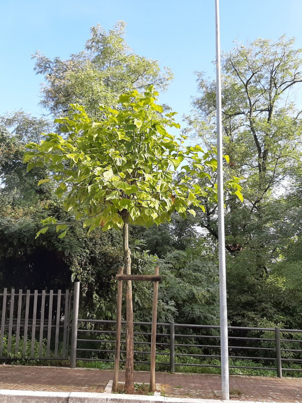 Catalpa bignonioides - 00096