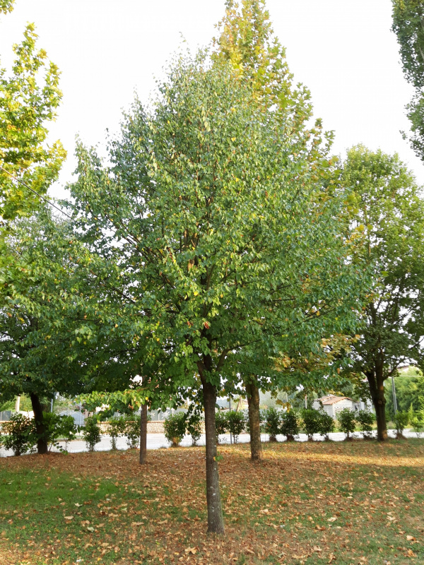 Tilia cordata - 00788