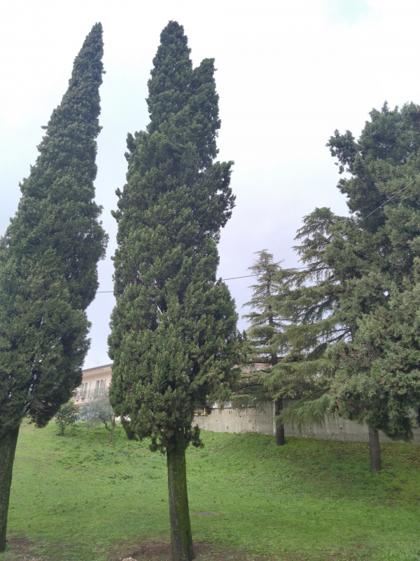 Cupressus sempervirens - 00885