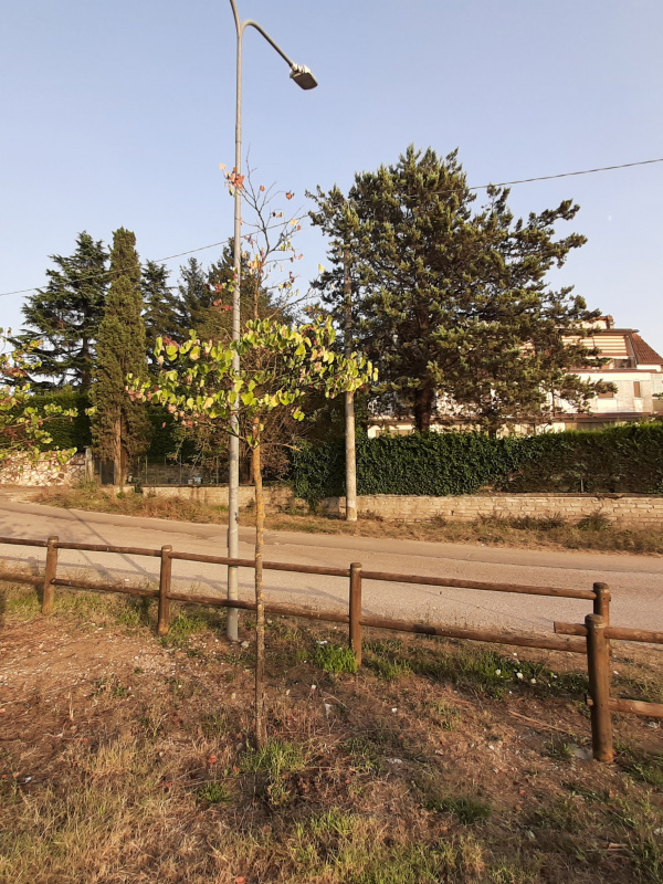 Cercis siliquastrum - 00962