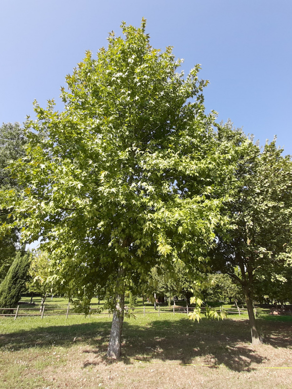 Platanus occidentalis - 00778