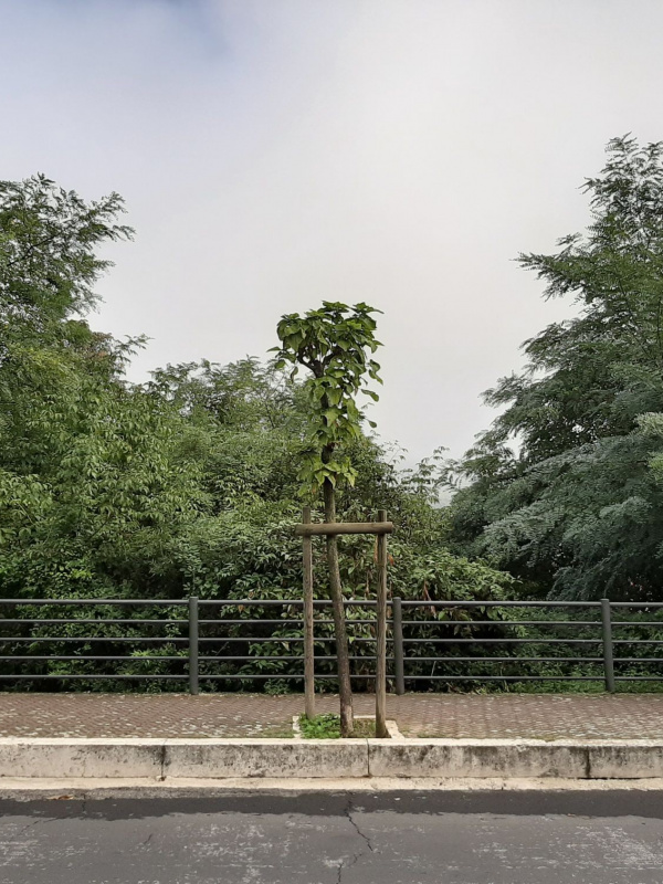 Catalpa bignonioides - 00099