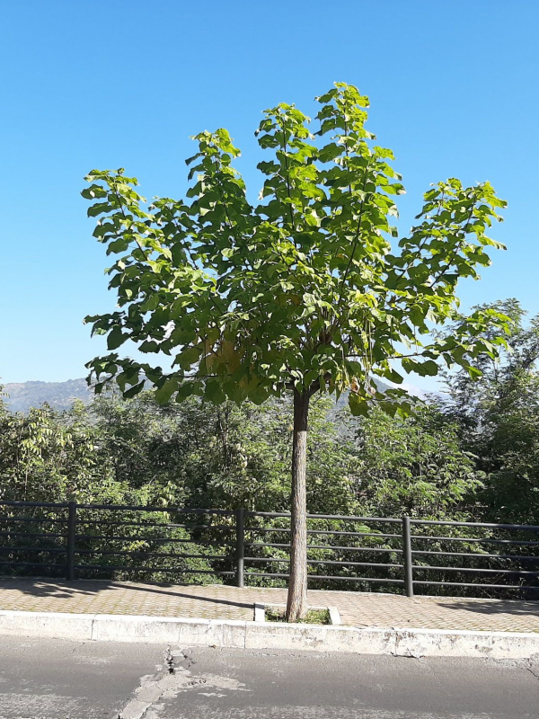 Catalpa bignonioides - 00117