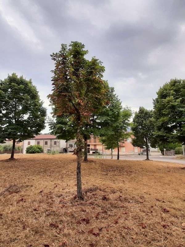 Aesculus hippocastanum - 00971