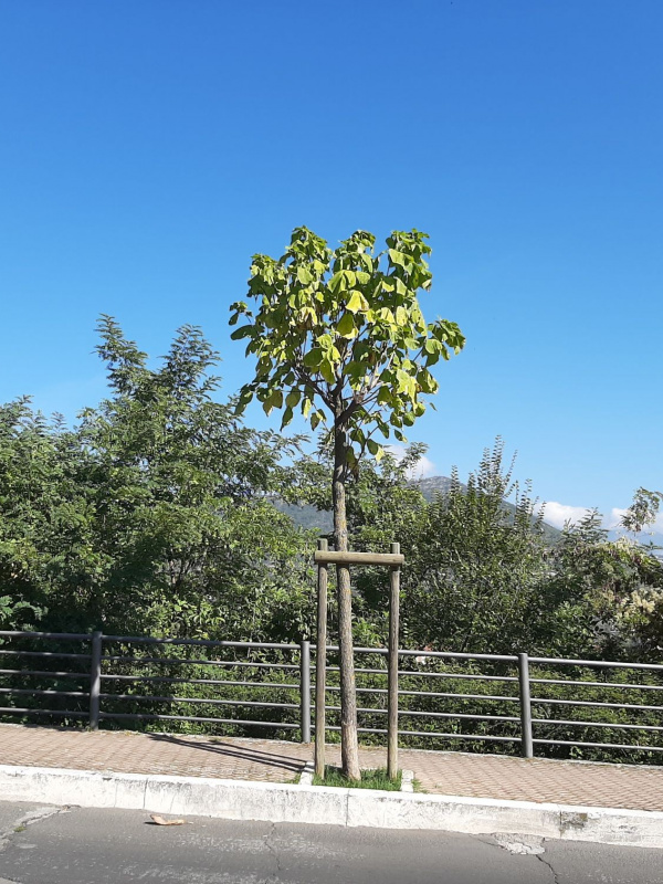 Catalpa bignonioides - 00122