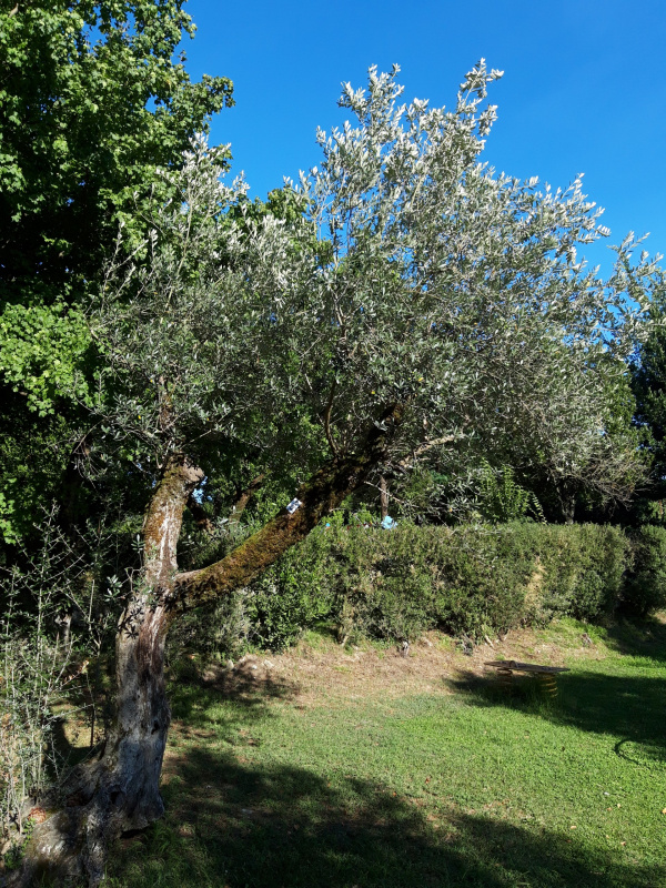 Olea europaea - X059