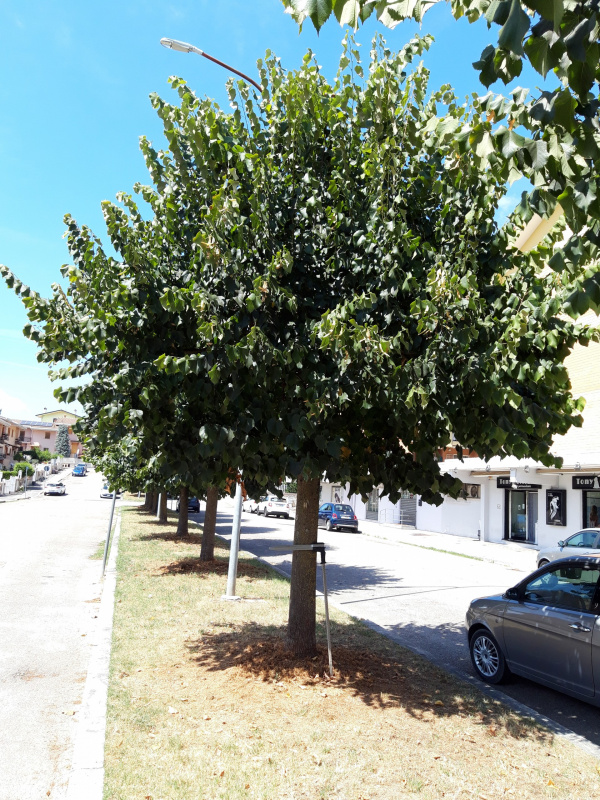 Tilia platyphillos - 00561