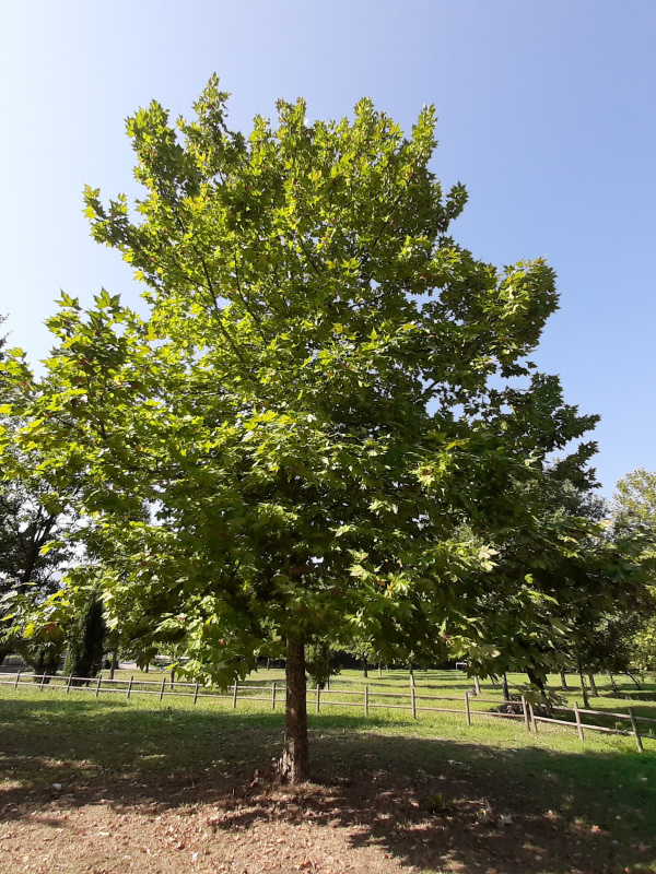 Platanus occidentalis - 00781